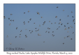 Ring-necked Ducks