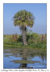 Cabbage Palm