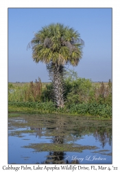 Cabbage Palm