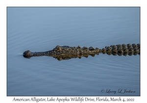 American Alligator