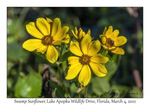 Swamp Sunflower