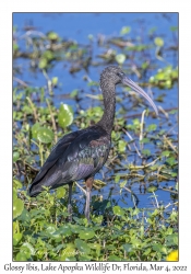 Glossy Ibis