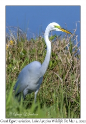 Great Egret variation