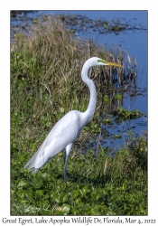 Great Egret