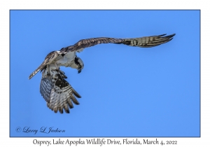 Osprey