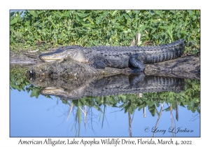 American Alligator