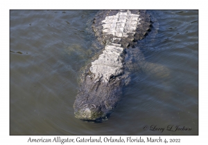 American Alligator