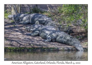 American Alligators