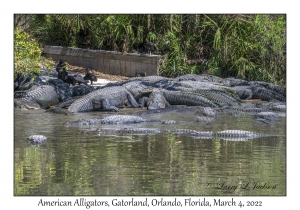 American Alligators