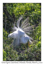 Great Egret