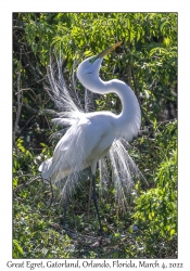 Great Egret