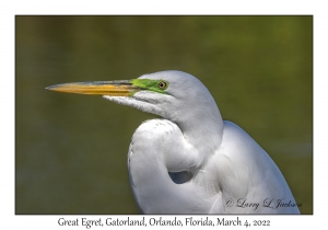 Great Egret