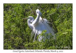 Great Egrets