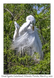 Great Egrets