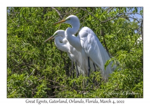 Great Egrets