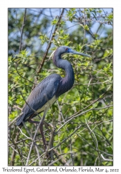 Tricolored Egret