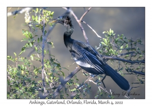 Anhinga