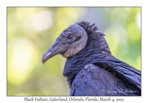 Black Vulture