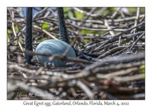 Great Egret egg