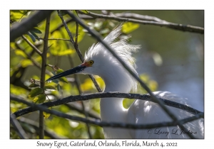 Snowy Egret