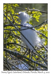 Snowy Egret