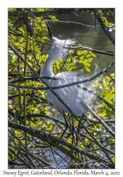 Snowy Egret