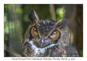 Great Horned Owl