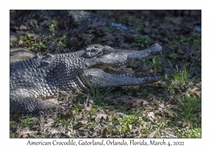 American Crocodile