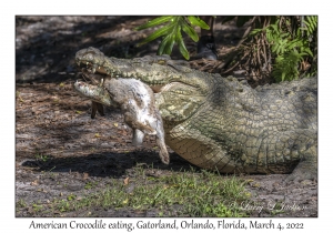 American Crocodile