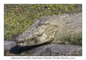 American Crocodile