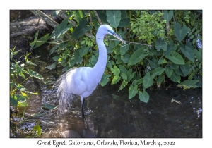 Great Egret