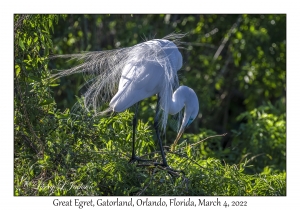 Great Egret