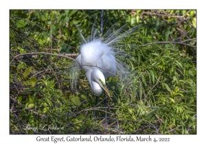 Great Egret