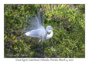 Great Egret