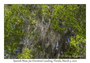 Spanish Moss