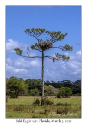 Bald Eagle nest