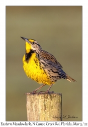 Eastern Meadowlark