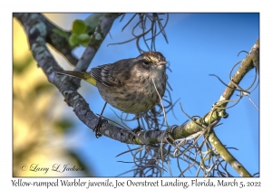 Yellow-rumped Warbler