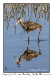 Limpkin