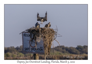 Osprey