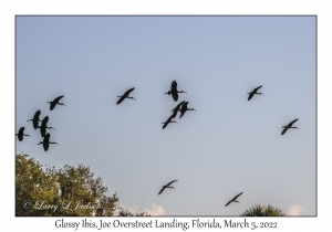 Glossy Ibis