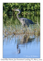 Great Blue Heron