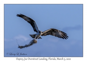 Osprey