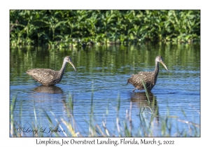 Limpkins