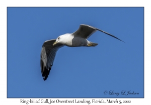 Ring-billed Gull