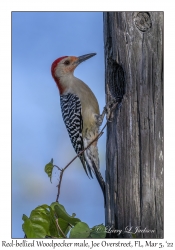 Red-bellied Woodpecker