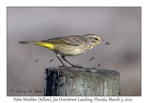 Palm Warbler (Yellow)