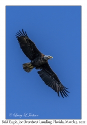 Bald Eagle