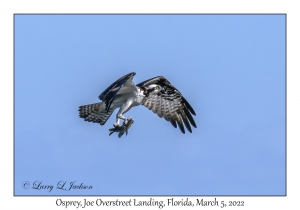 Osprey