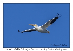 American White Pelican